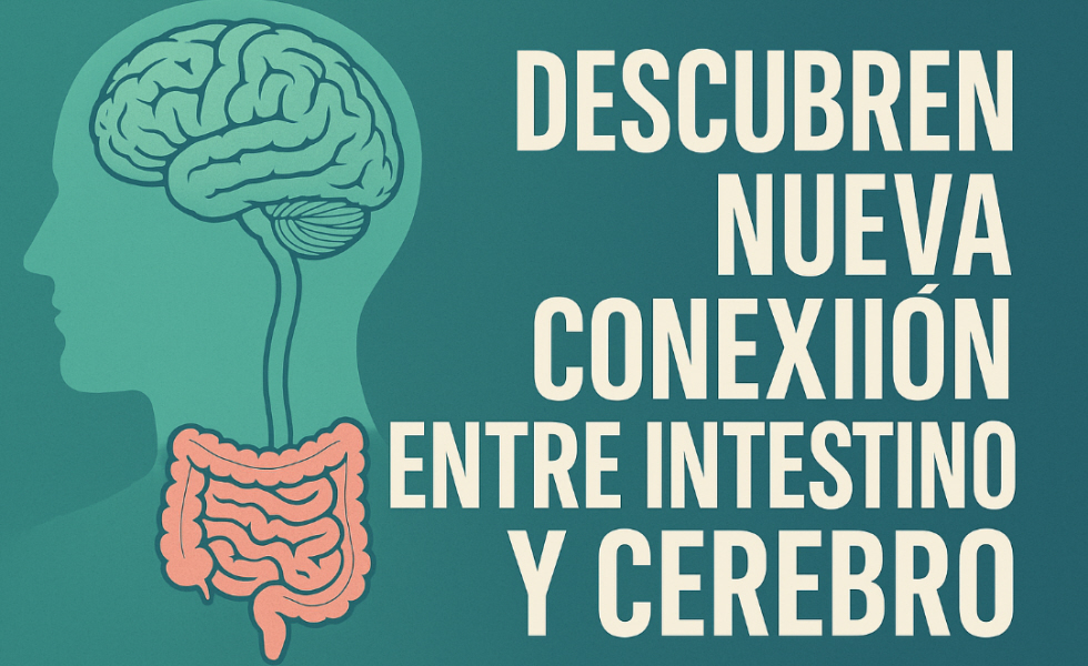 Científicos descubren nueva conexión entre el intestino y el cerebro
